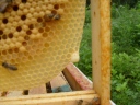 beehive-149